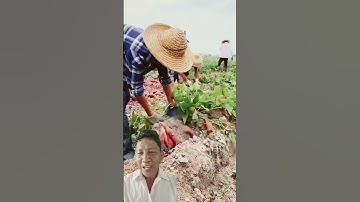 Cách mà người Trung Quốc trồng khoai lang