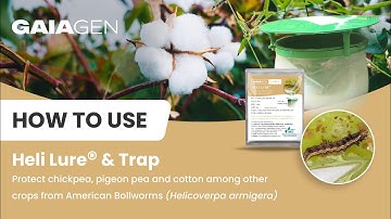 How to use pheromone lure for American Bollworm (Helicoverpa armigera) - Heli Lure®
