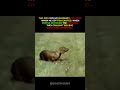 He Gets TOO Excited… Then This Happens