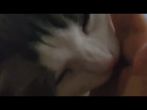 고양이가 집사를 햝는 이유는 뭘까?