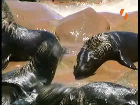 Видео: Къде живеят тюлени?