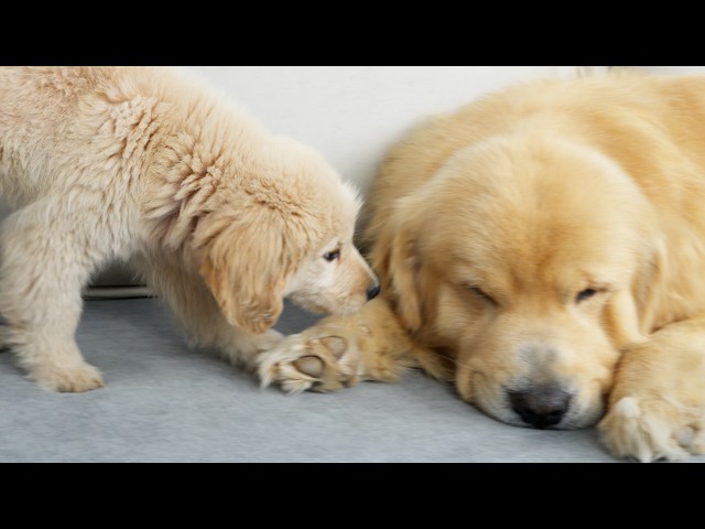 Golden Retriever Puppy Tries To Comfort Dad After Mom Scolds Him
