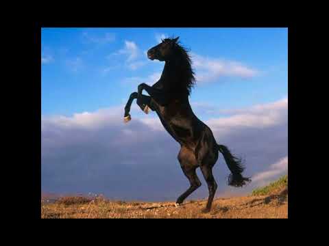 انشودة يا عابد الحرمين