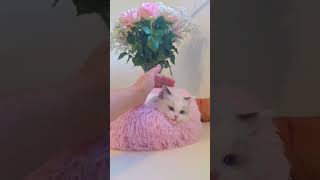 Our Sweet Baby Indy Is 8 Weeks Old And Full Of Love And Purrs