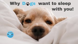 Top 10 reasons why dogs want to sleep with you