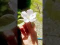 yayə