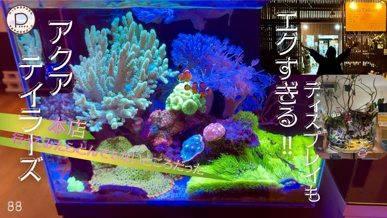 アクアテイラーズ本店に行ったらとんでもなかった　