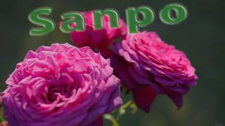 ZR+MACRO APO-LANTHAR 65mm F2 Aspherical fusaph 鹿児島市 錦江湾公園 バラ園にて5月17日 午前8時頃~