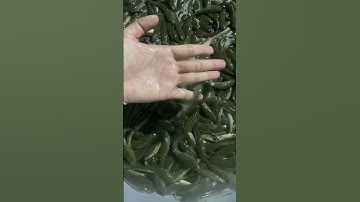 Cá lóc đầu nhím giống đầy đủ các size. Anh chị cần cá lh 0909770509 #trại_cá_giống_út_me #cá_giống