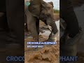 Crocodile Grabs Elephant's Trunk — What Happens Next Is Unbelievable! | Wildlife Survival