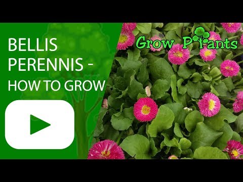 Bellis perennis