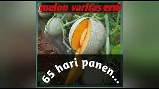 Download lagu Kebun Melon Varietas Erni