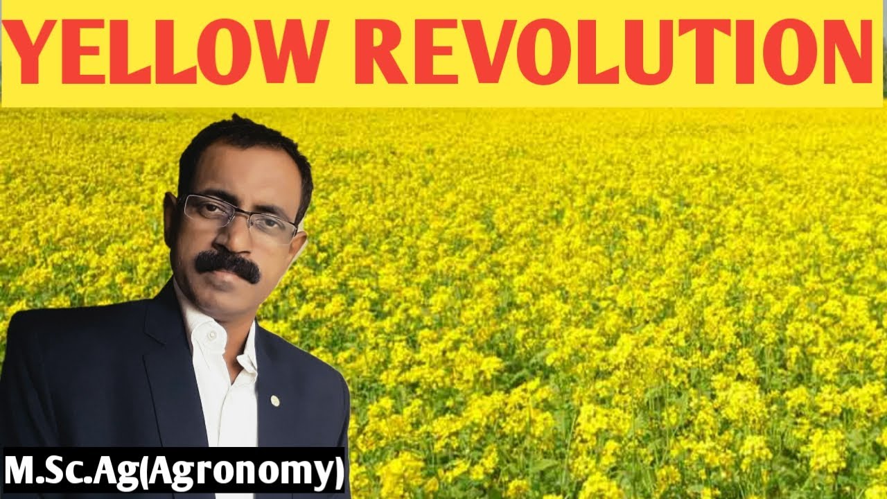 YELLOW REVOLUTION YouTube