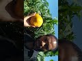 The healing aspects of agriculture
