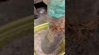 @Growart95 #bonsaitree #naturelovers #growth #fyp #explore #garden #viralvideo #fypシ゚viral