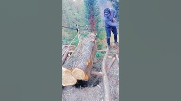 The process of transporting logs down the hill by ropeway