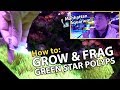 Carpeting green star polyps growth tips manhattan aquarium