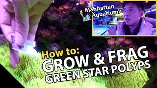 CARPETING Green Star Polyps {GROWTH TIPS!!}, Manhattan Aquarium