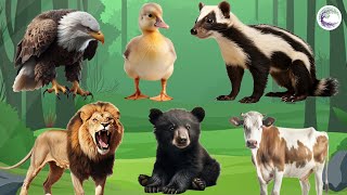 The Most Beautiful Animals Of Asia: Eagle, Duck, Weasel, Lion, Baby Bear, Cow