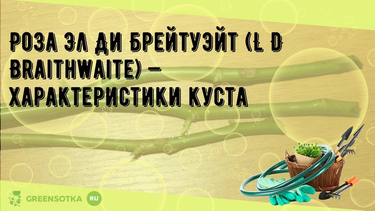 Роза Эл Ди Брейтуэйт (L D Braithwaite) — характеристики куста