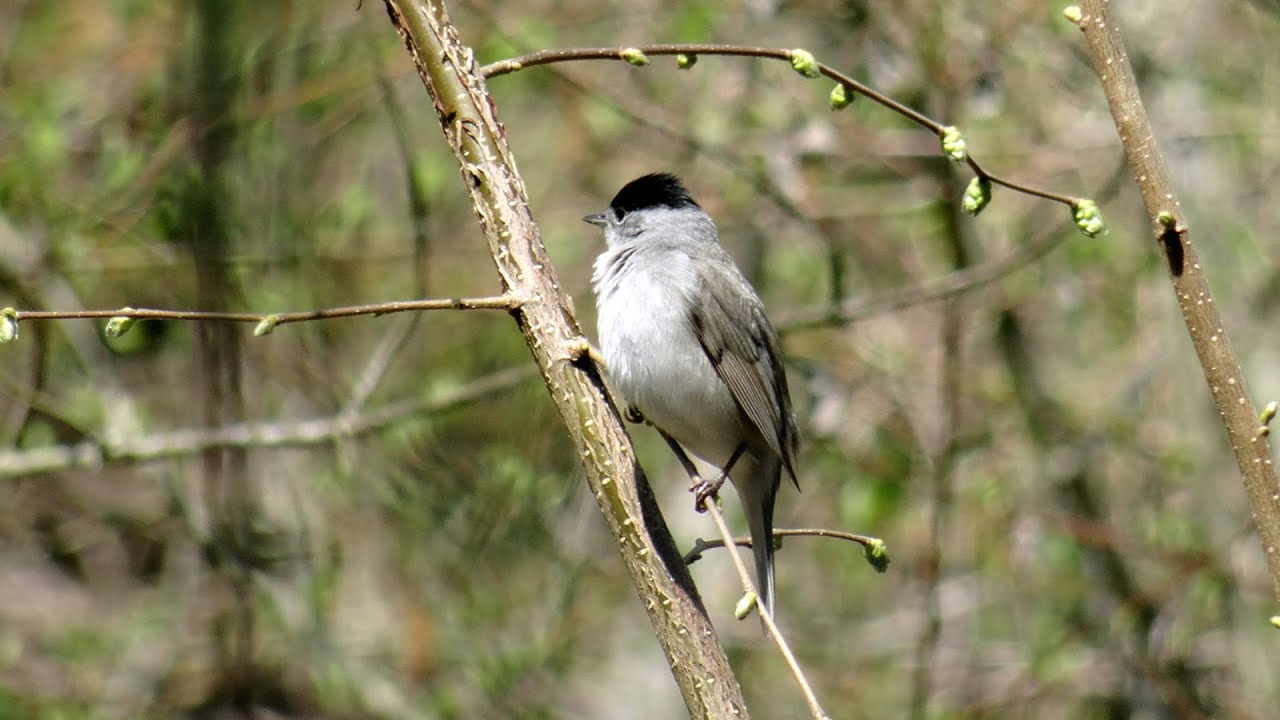 Monchsgrasmucke M Singt Youtube