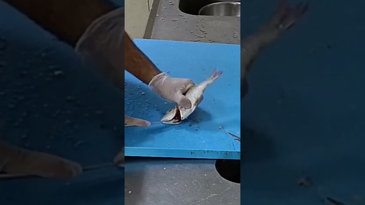 Sherry small Fry cutting 