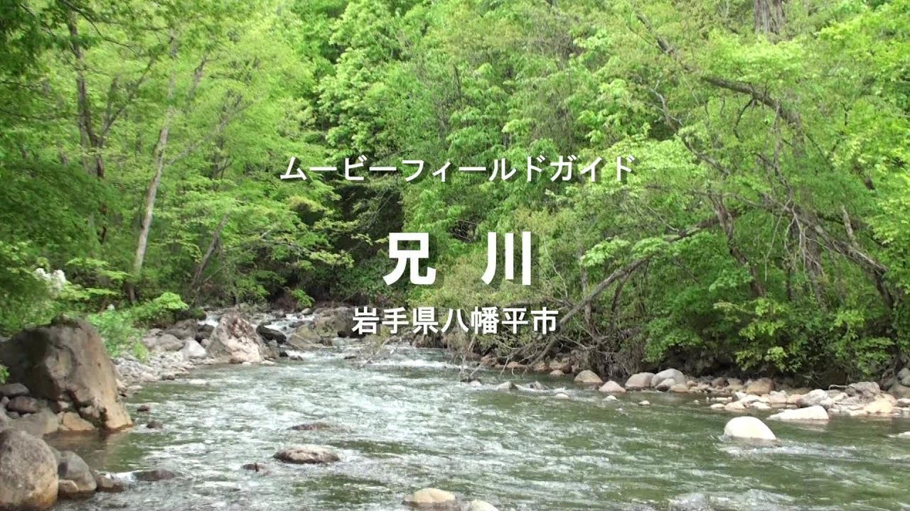 兄川 岩手県 フライフィッシング動画フィールドガイド