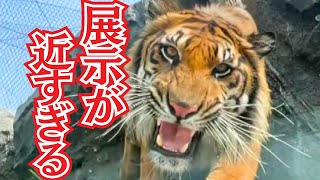 ゼロ距離でトラ、頭上にも…レッドリスト動物を展示　東山動植物園の新施設 (23/07/11 17:47)
