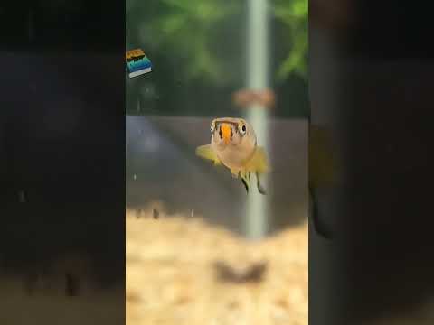 Epiplatys dageti Monroviae (red chinned panchax)