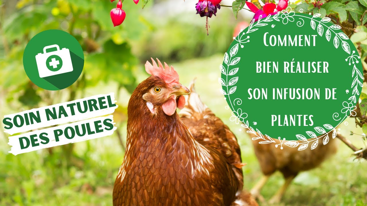 Coryza de la Poule, Traitement Naturel 