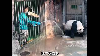 The Cutest Panda Meng Er The Internets Cleanest Cutie