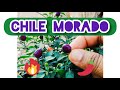 Ají o Chile Morado - Pretty in Purple 😃🌶️🔥😅 #Shorts