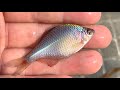 日本の川にいる七色の綺麗な魚を捕獲。タナゴ、フナ、ザリガニ、エビ。