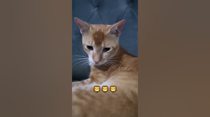 I'm Lion 🦁 #cat #shortsviral #catlover #shortvideo