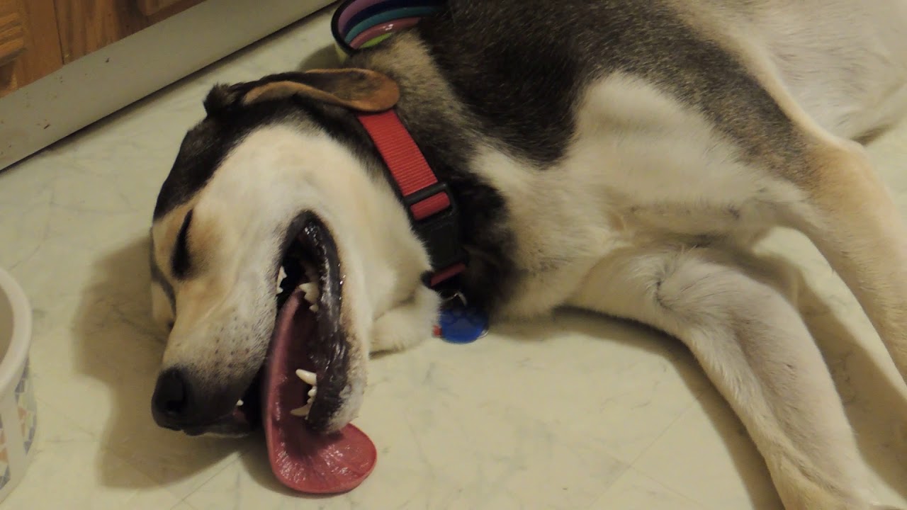 Exhausted Dog YouTube