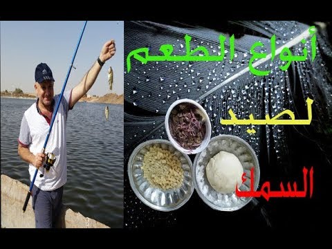 فيديو: ما هو طعم الصيد