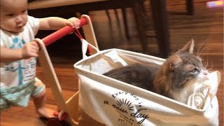 動揺せず勇敢に手押し車に押される猫 ノルウェージャンフォレストキャットIt is carried bravely without being upset.Norwegian Forest Cat.