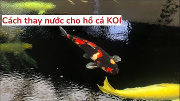 Cách thay nước cho hồ cá KOI | How to change water for KOI aquarium