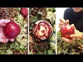 【鬼滅の刃】煉獄杏寿郎をりんごに彫ってみた！りんごアート彫刻♬ Apple Carving | Demon Slayer | Kyojuro Rengoku