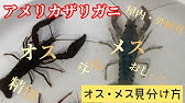 ザリガニ勉強会 慣れれば簡単 一目で分かる雌雄 オス メス の違い Crayfish Youtube