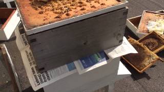 Beekeeping: Combining a Weak Hive with a Stronger One