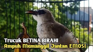 Trucuk BETINA Memanggil Jantan SUARA BIRAHI Ampuh Jadikan trucukan Gacor LANGSUNG EMOSI ROPEL