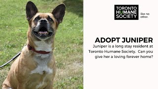 Adopt Juniper  A Long Stay Dog From Toronto Humane Society