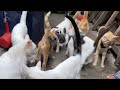 Cute Cats Enjoying Their Morning Meal