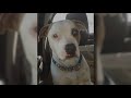 Colorado city agrees to pay more than $650,000 to family whose dog was shot by police officer