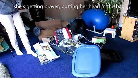 Confidence Building with Cardboard Chaos for Puppies & Dogs