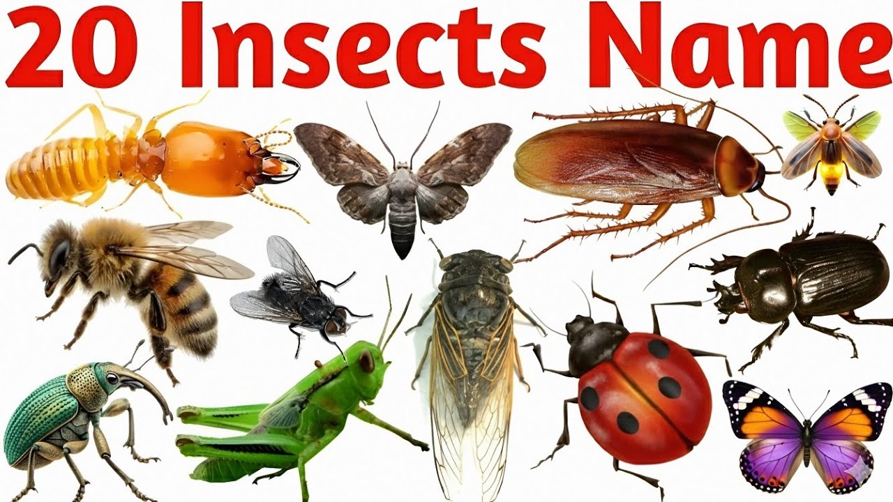 20 Insects Names in English | Fun Learning Video for Kids with Bugs and Creepy Crawlies 🐞