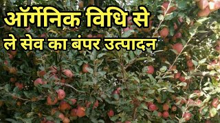 क्या आप भी चाहते हैं सेब के इतने फल जैविक विधि से 9236114711 KN.MAURYA