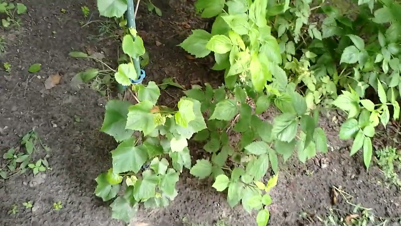 Domates fidesi ilk domaresini verdi,Erik topladm