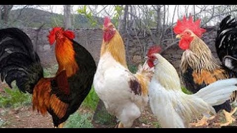 Tự Cắt Tiết Gà, Vặt Lông Bằng Vài Đường Cơ Bản